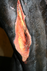 Horse with part of jugular vein removed