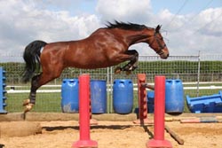 Jazz loose jumping a spread fence