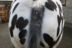 Horse with rubbed tail