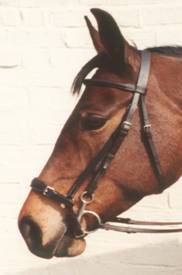 Relaxer Noseband